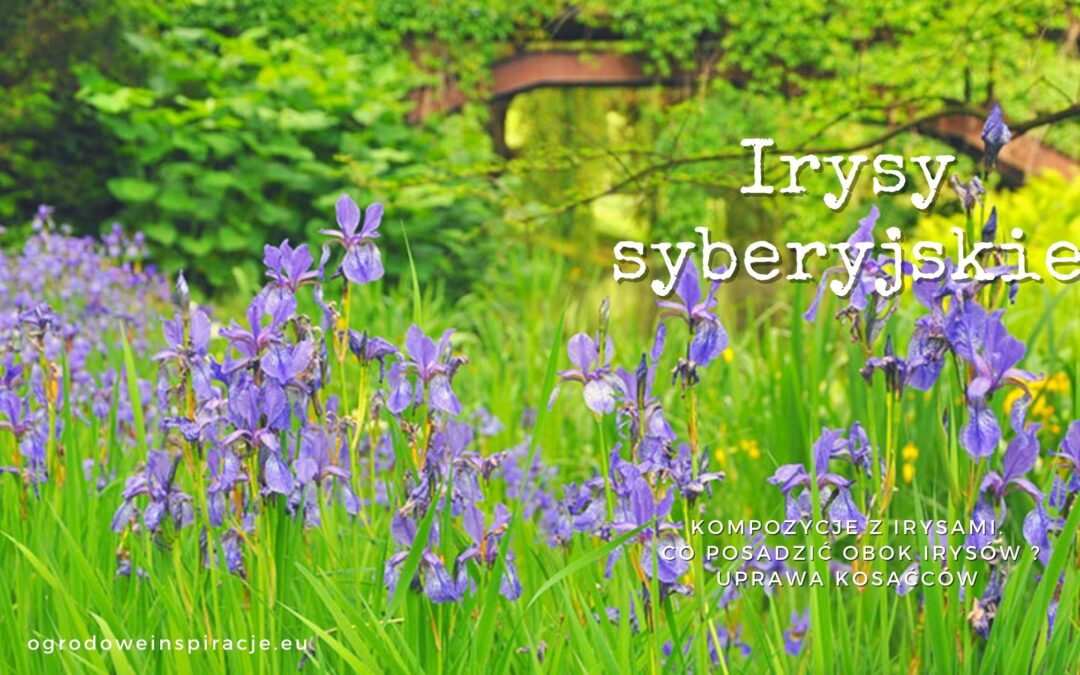 Irysy syberyjskie – kompozycje w ogrodzie